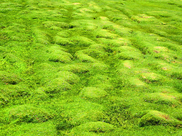 trawa, zielony, łąka, Natura, traw, miękkie, Zielona trawa