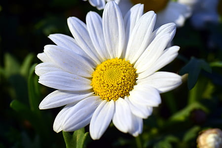 Marguerite, Blossom, mekar, putih, bunga, tanaman, alam