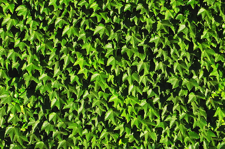 vine, leaf, leaves, plant, texture, pattern, green