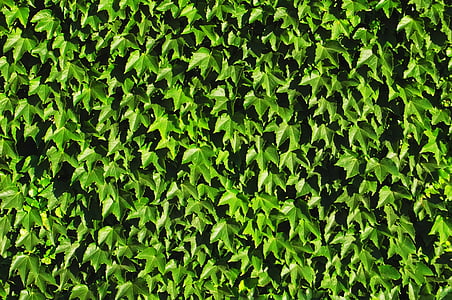 videira, folha, folhas, planta, textura, padrão, verde