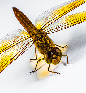dragonfly, insect, yellow, close, chitin, wing