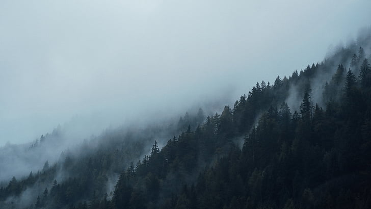 хвойних дерев, Темний, ялинки, туман, Туманний, ліс, туманні