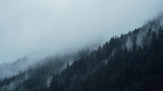 conifers, dark, fir trees, fog, foggy, forest, hazy