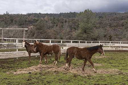 hobused, looduslike, Sanctuary, Ranch, looma, karja, Õues