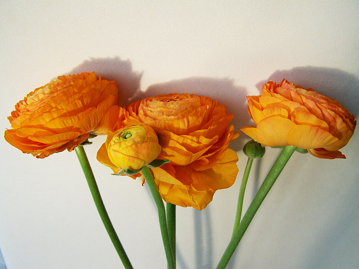 gėlių puokštė, oranžinė, skintų gėlių