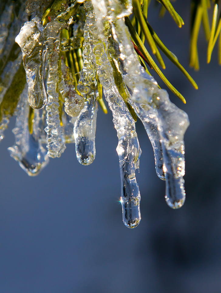 ice, winter, frozen, icicle, plant, frost, black forest