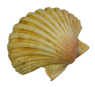 Seashell, pilgrimsmussla, naturen, molluscum