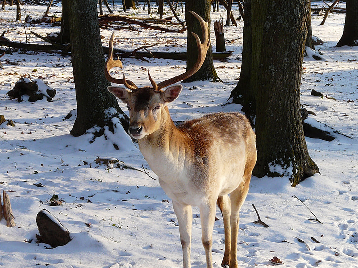 deer, snow, outside, winter, france, nature, animal
