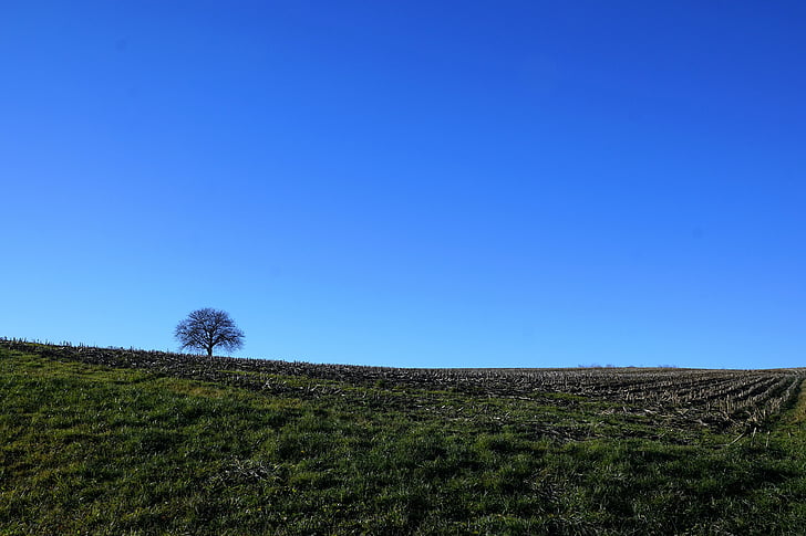 copac, Lunca, natura, cer, albastru, Stockach, Germania