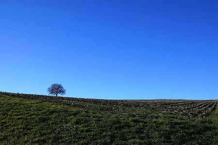 árbol, Prado, naturaleza, cielo, azul, Stockach, Alemania