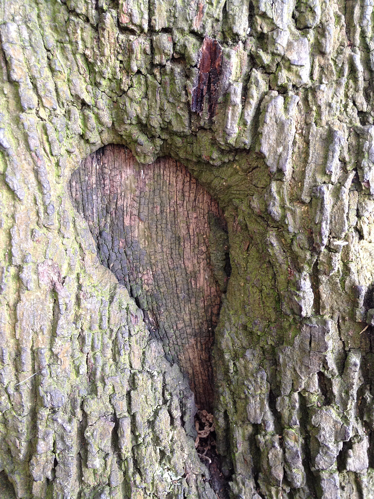 corazón, árbol, tronco, amor