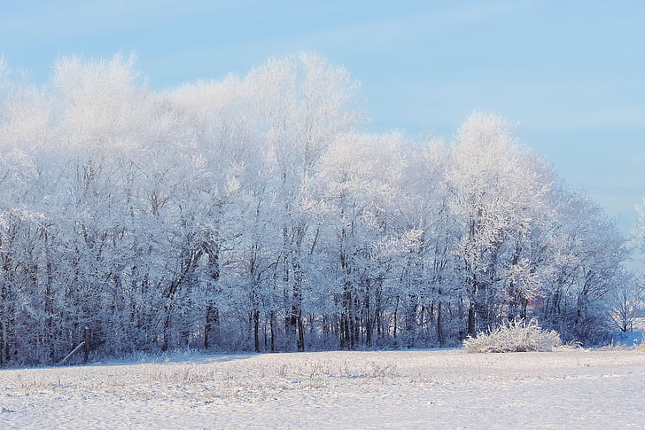 za studena, hmla, Príroda, scénické, Sezóna, sneh, stromy