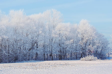 kalla, dimma, naturen, natursköna, säsong, snö, träd