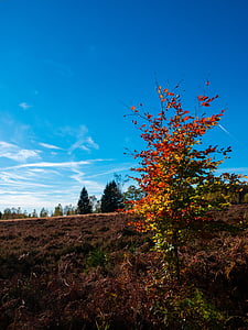 high fens, eifel, nature, autumn, tree, landscape, rest