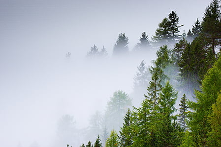 Les, Selva, mlha, stromy, Příroda, strom, podzim