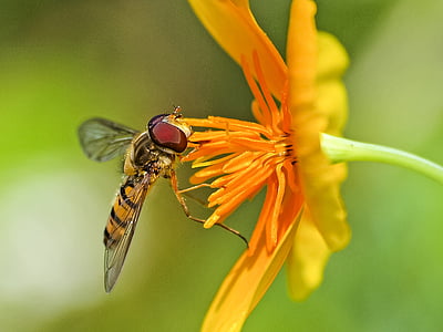 hoverfly, แมลง, ดอก, บาน, ธรรมชาติ, สัตว์, แมโคร