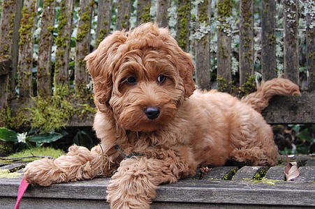 puppy, bench, mossy, labradoodle, australian labradoodle, obedient, adorable