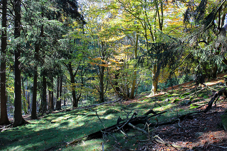 skogen, bergen, Moss, naturen, Taunus, hösten, grön
