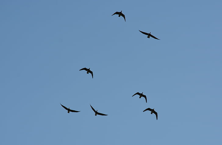 birds, flight, formation, nature, blue, formation flight, wild geese