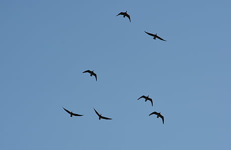 paukščiai, skrydžio, formavimas, Gamta, mėlyna, formavimas skrydžio, laukinių žąsų