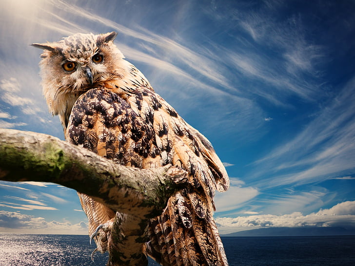 Owl, Thiên nhiên, bầu trời, đám mây, Outlook, động vật, con chim