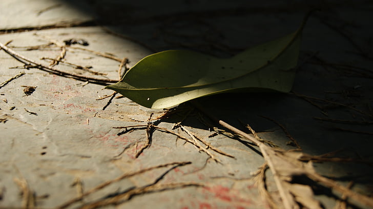 잎, 가, defoliation