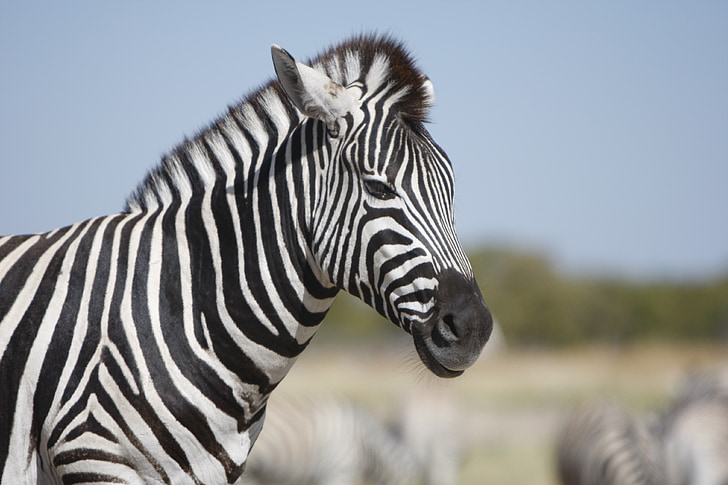 Namíbia, Parc Nacional d'Etosha, zebres, natura, salvatge, animals, Safari