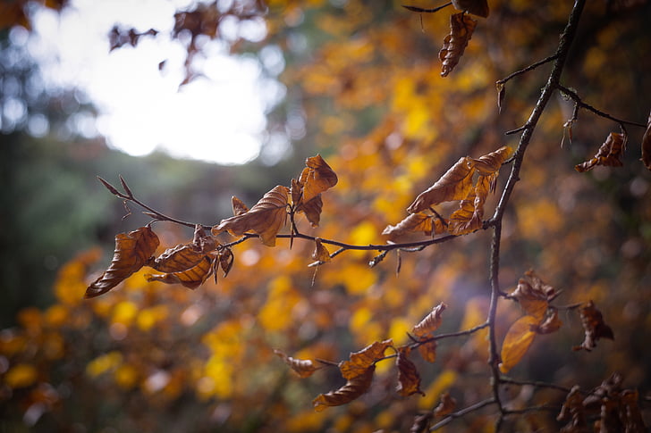 podzim, strom, větev, listy, barevné, vybledlé, sezóny