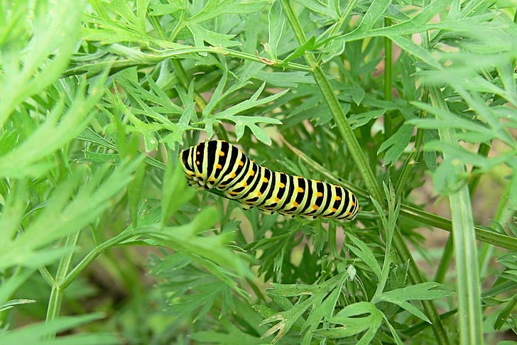 dovetail, naturen, Caterpillar, larv, fjäril larv, grön, gul