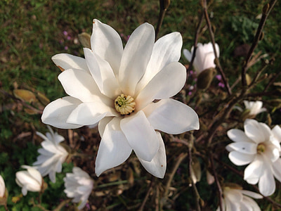 Magnolia, Bush, flor, floración, Blanco, ornamental, primavera