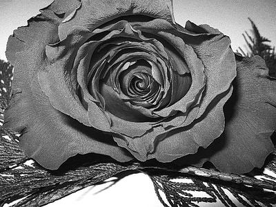 rose, black and white, flower, floral, romance, blossom, elegant