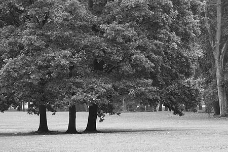 árboles en el Parque, Parque, Parque de la ciudad, blanco y negro, árbol, naturaleza, Parque - hombre hecho espacio
