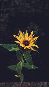 shallow, depth, photography, yellow, sunflower, flower, dark