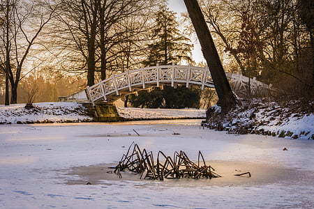 musim dingin, Taman, Park wörlitz, dingin, salju, pohon, pemandangan