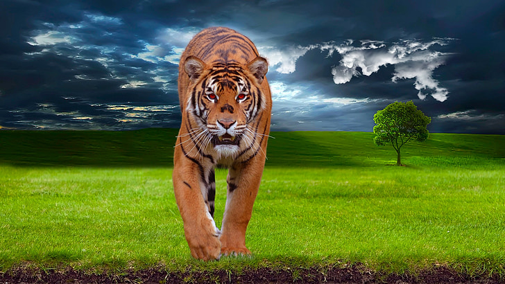 Tigre, Predator, animal, faune, nature, sauvage, chat