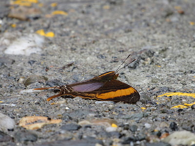 butterfly, rare, ecuador, wild, jungle, insect, nature