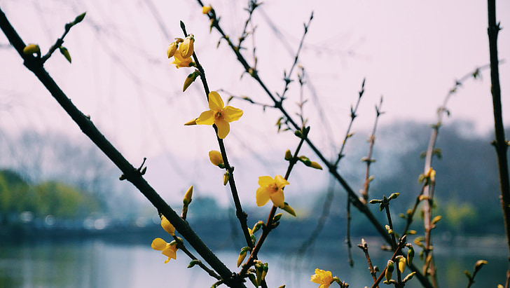 West lake, landskapet, blomst, robinia pseudoacacia, blomstrende, treet