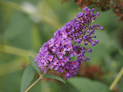 butterfly bush, flower, purple, butterfly, nature, plant, bush