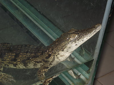Hinko, Nazilli, živali krokodil