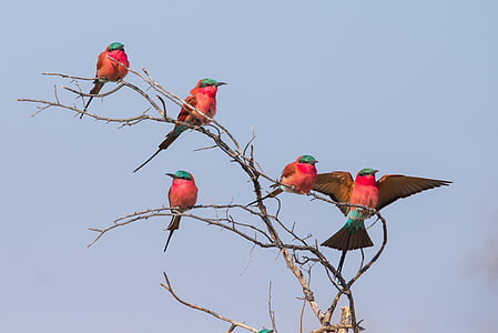 pássaro, carmesim, Abelharuco-de-carmesim, Botswana, animal, vida selvagem, natureza