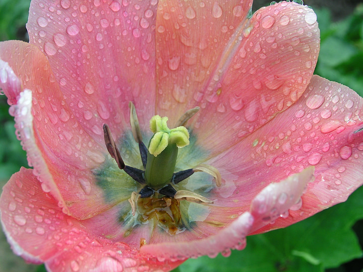 pink flower, flower, summer, nature, beautiful