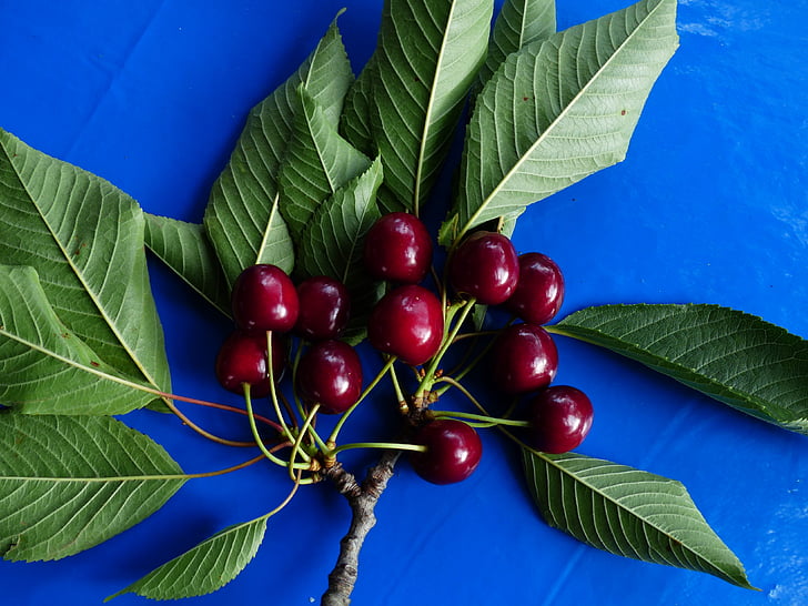 Cherry, ceri manis, merah, buah, sehat, daun, cabang