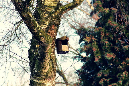 bird feeder, tree, aviary, nesting box, nesting place, nest, hatchery