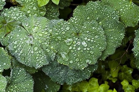 многогодишно растение, frauenmantel, дъжд, Пролет, капка вода, Грийн, листа