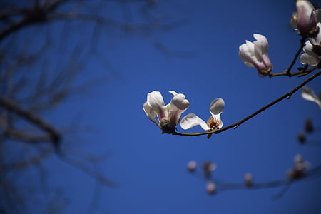 Magnolia blomma, vit, blå