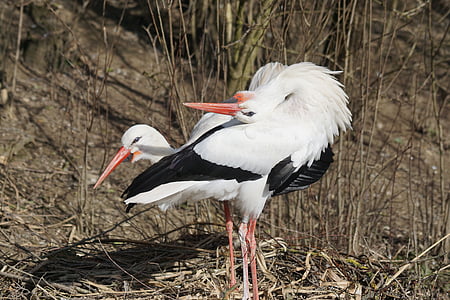stork, white stork, rattle stork, bird, adebar, storks, birds