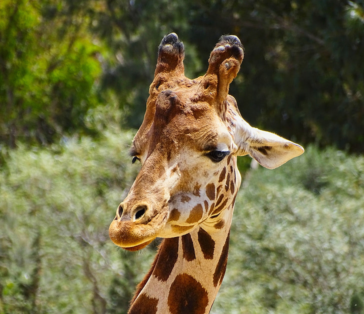 Giraffe, natuur, dier, hoofd, Afrikaanse, dieren in het wild, Afrika