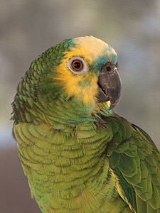 amazon blue front parrot, portrait, bird, tropical, colorful, perching, exotic