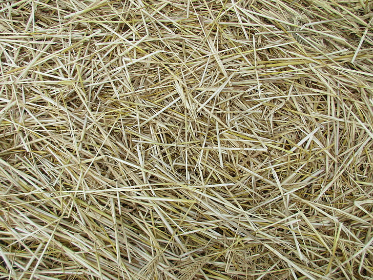 straw, texture, agriculture, cornfield, harvest, background