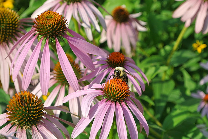 Hoa, Thiên nhiên, màu tím, con ong